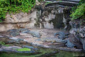 Salt Water Crocodiles