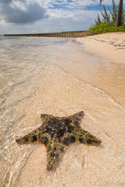 Starfish on the beach at Starfish Point