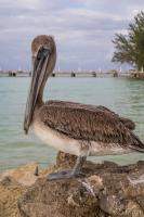 Resident pelican at Rum Point
