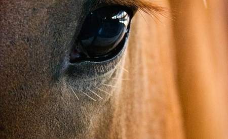 Horse Eye Framed Print