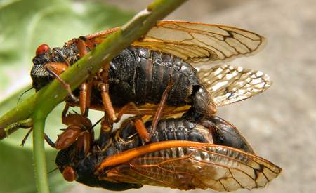 17 Year Cicada
