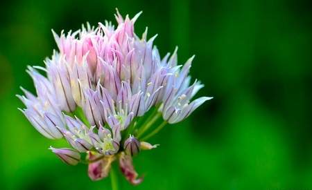 Blue Chive Flower Framed Print