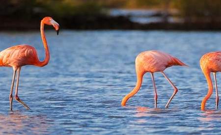 The Three Flamingos Framed Print