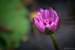 Next Image: Purple Lotus Flower
