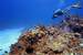 Previous Image: Diving Turtle Schooner Reef in Grand Cayman