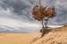 Next Image: Lonely Tree at Silver Lake Sand Dunes
