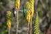 Previous Image: Birds feeding on Aloe Vera blossoms