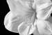 Next Image: Black & White Amaryllis