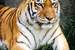 Next Image: Amur Tiger