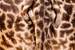 Next Image: Giraffe Butt