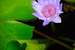 Next Image: Lotus Flower and Lily Pad