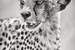 Next Image: Cheetah Black and White