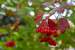 Previous Image: Viburnum Opulus - European Cranberrybush