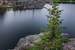Next Image: Baby Pine at Sylvan Lake