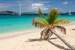 Previous Image: Honeymoon Beach Palm Tree