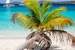 Previous Image: Honeymoon Beach Palm Tree Vertical