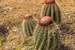 Next Image: Cacti on Ram Head