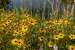 Next Image: Black-eyed Susan Flowers at Bode Lake