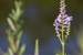 Previous Image: Flowers at Bode Lake