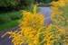 Next Image: Goldenrod on Poplar Creek Bike Trail