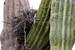 Next Image: Nest in cactus