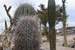 Next Image: Cactus