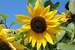 Next Image: Sunflower