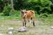 Previous Image: Really hungry cow in Nevis, near Pinney's Beach