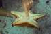 Next Image: Little worm on the underside of a starfish.