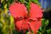 Next Image: Hibiscus Flower, St. John