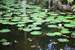 Next Image: Pond with lilly pads (Chankanaab Nature Park)