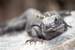 Next Image: Iguana at Tulum