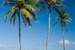 Next Image: Tall palm trees on the beach