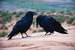 Next Image: Common Northern Ravens