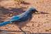 Next Image: Desert Blue Jay