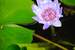 Previous Image: Lotus Flower and Lily Pad