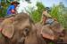 Previous Image: Elephant riding tour guides