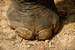 Previous Image: Elephant toes