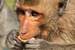 Next Image: Macaque monkey