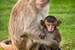 Next Image: Macaque Monkey Family