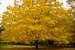 Next Image: Fall colored tree