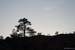 Next Image: Tree silhouette