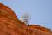 Next Image: Another lone tree perched on a cliff