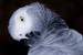 Next Image: African Gray Parrot
