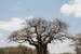 Next Image: One of many huge Baobab trees