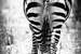 Next Image: Zebra Butt