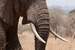 Previous Image: African Elephant