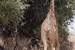 Next Image: Giraffe munching on some leaves
