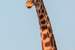Next Image: Giraffe Tongue