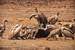 Next Image: Vultures feeding on a dead buffalo